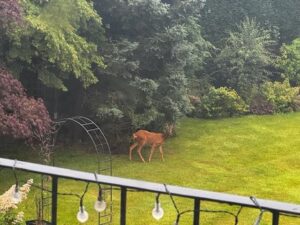 Property Image 55
